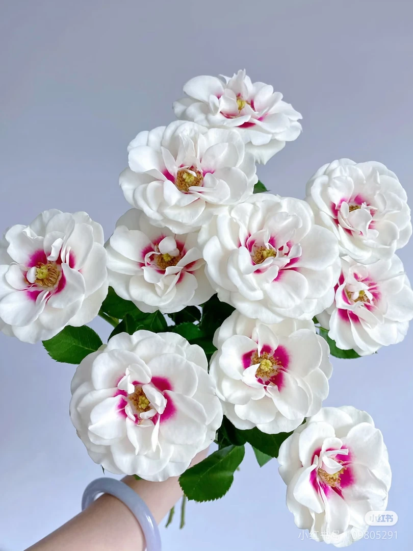 【桥边之约单头玫瑰】云南优选鲜切花昆明基地直发家用插花节日