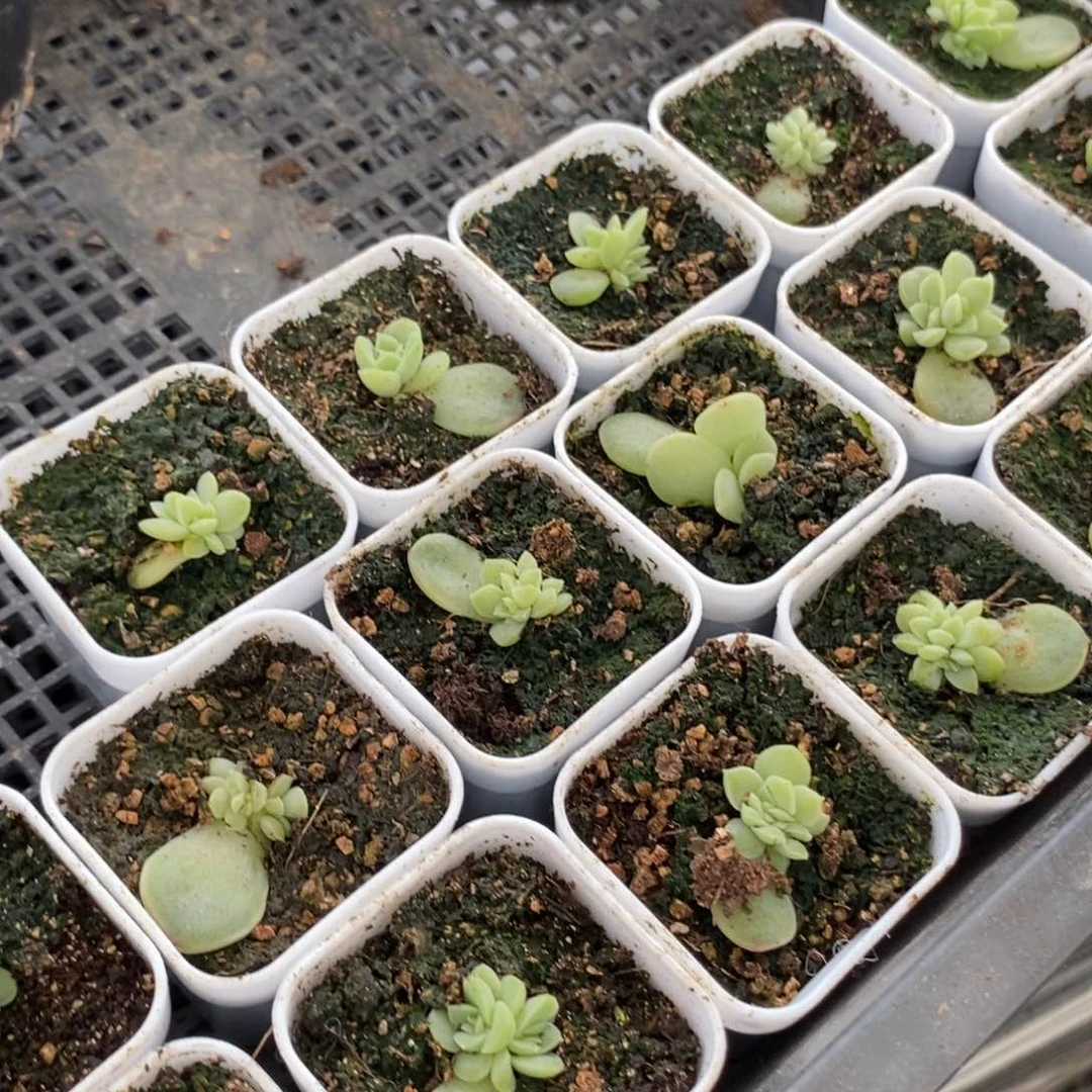 上盆苍雪小白方苗一个