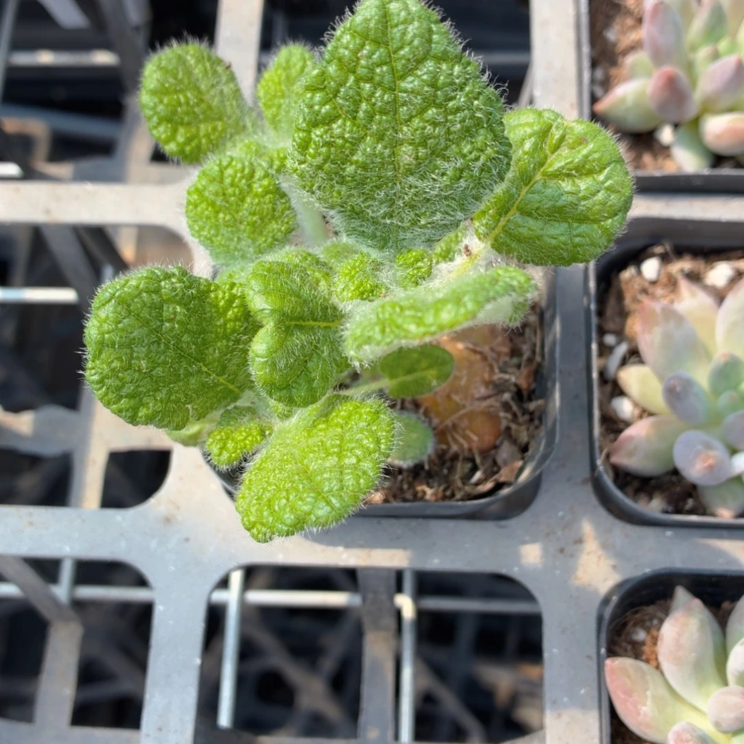 断崖王子多肉9.9包邮发货