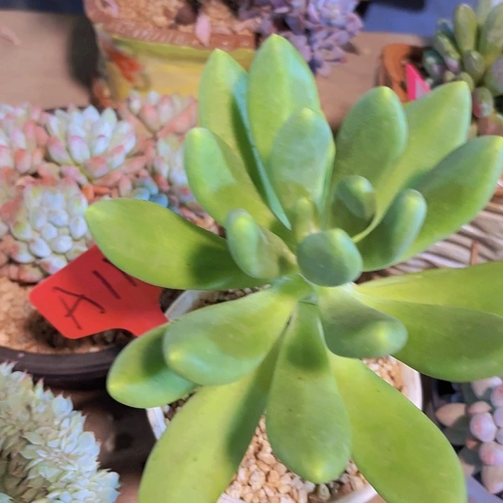槿**浅A111芒果奶一物一拍