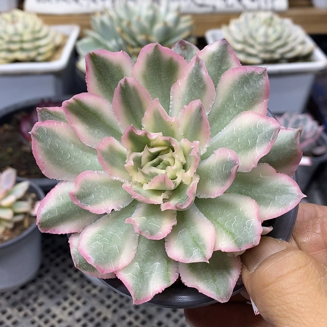 24162 大号紫蝴蝶锦