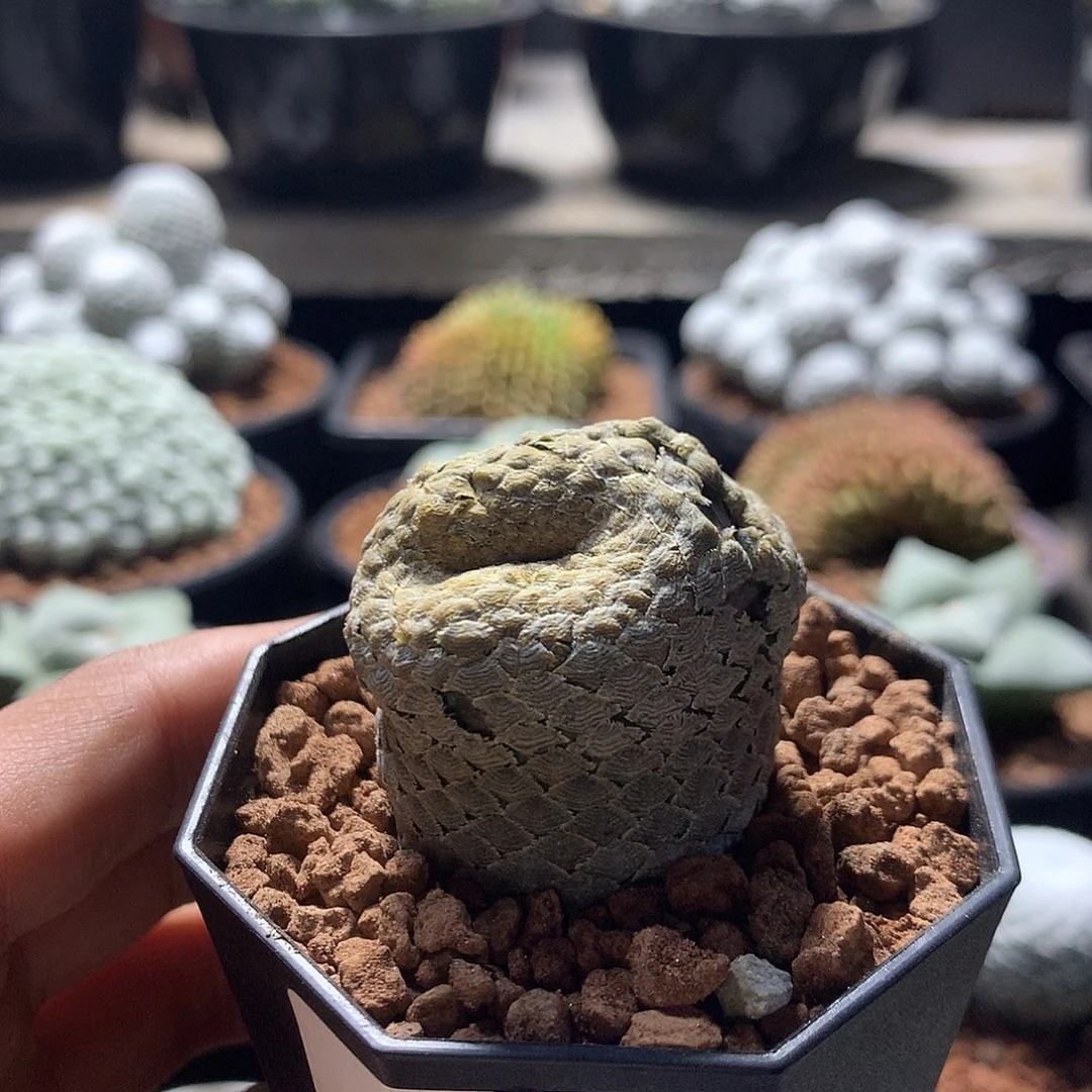 鱼鳞大戟缀化100
