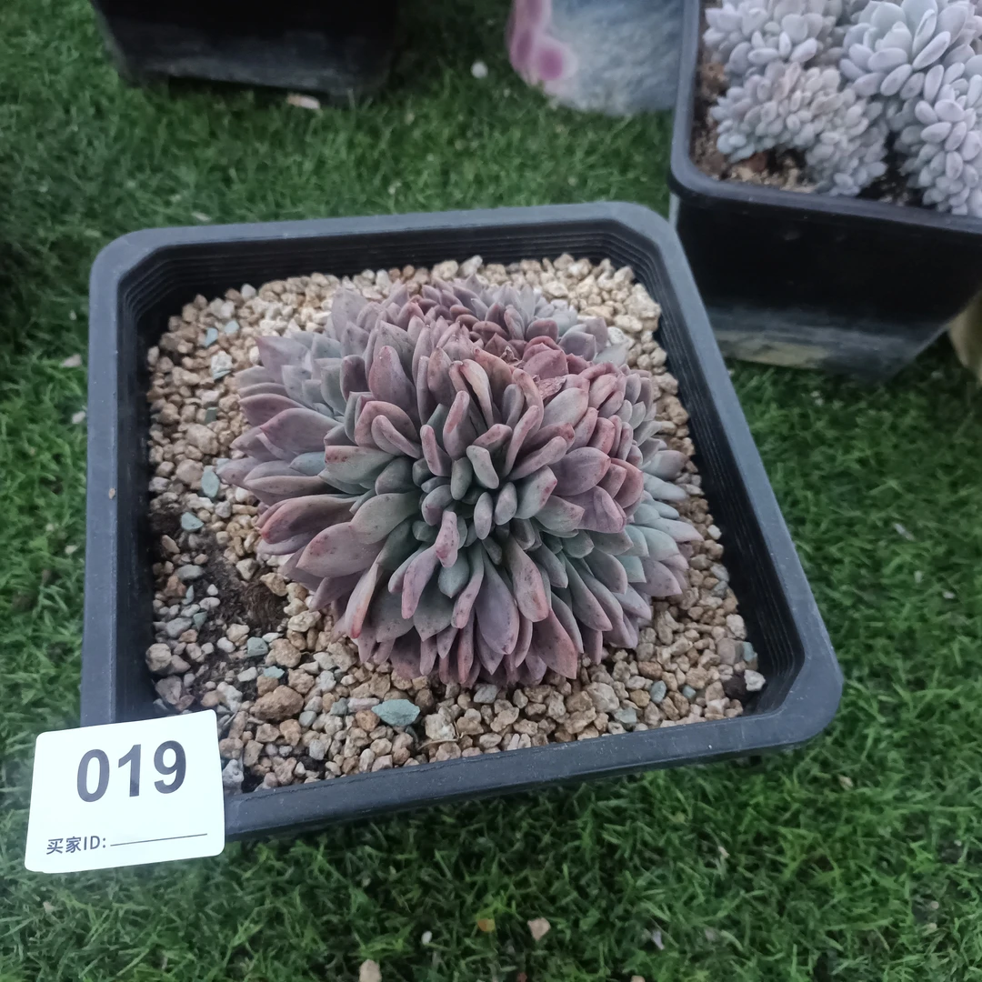 昆明然的多肉植物019