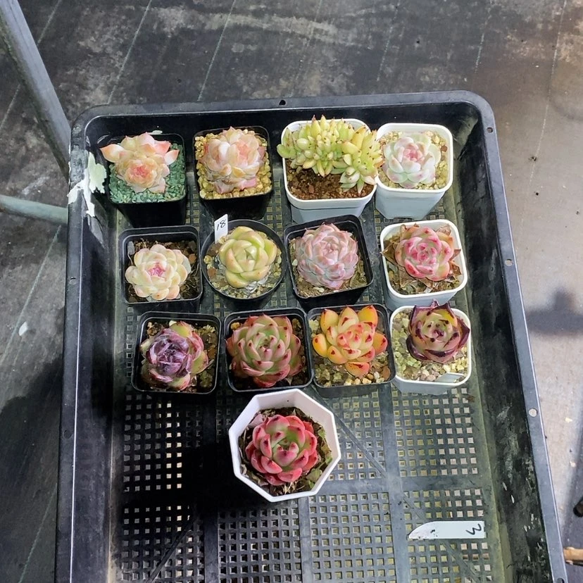 【闪购商品】船*18一筐13多肉