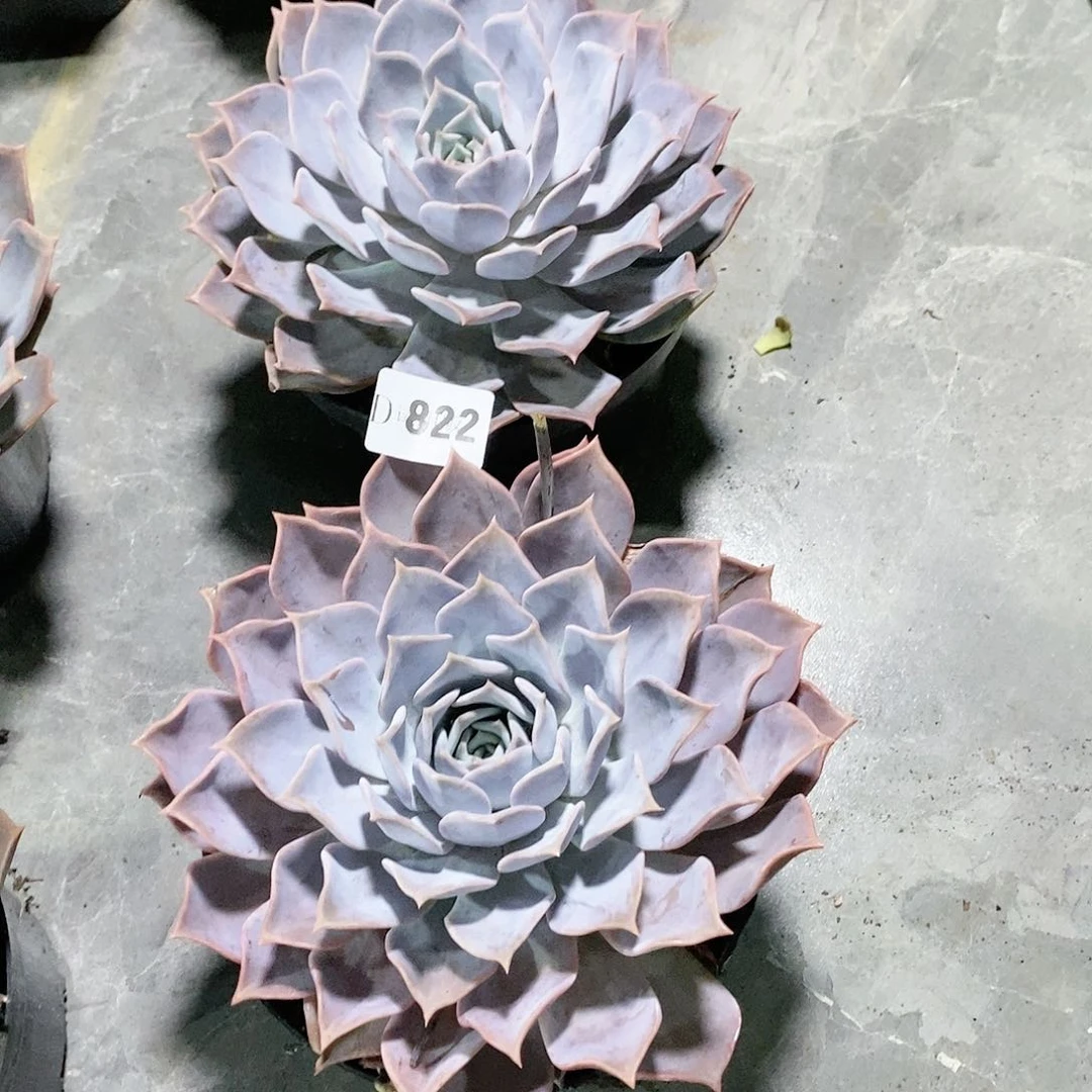 玲*?822路西娜多肉植物2颗