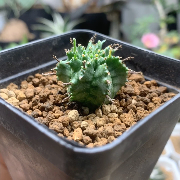 实生宇田魁伟玉带盆