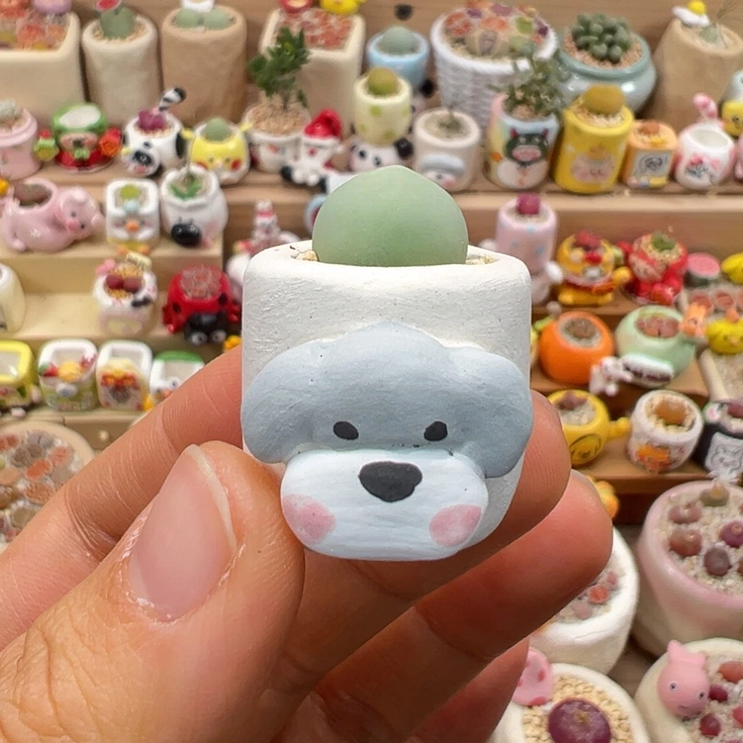 多肉植物88号拇指盆