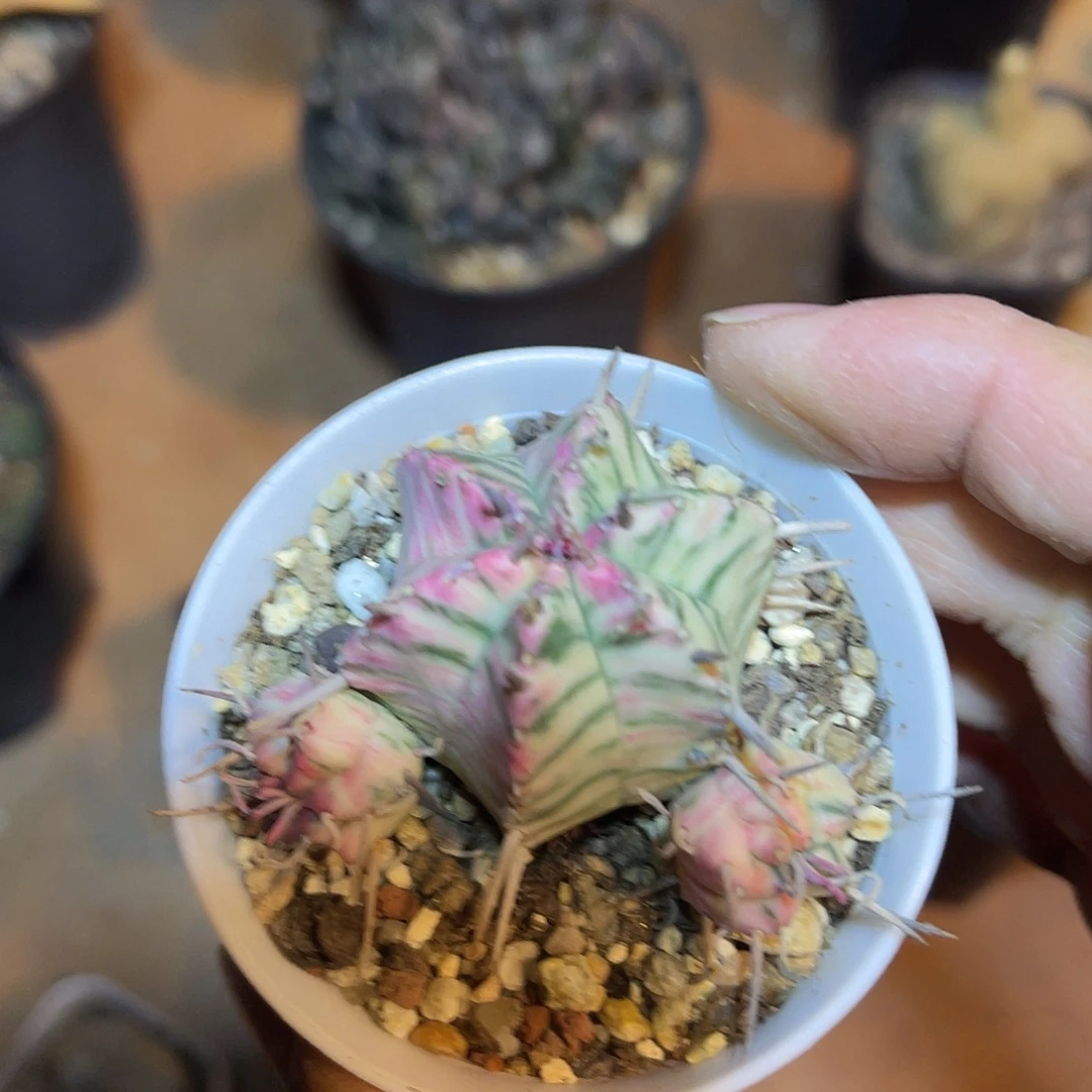 斑马大戟锦一物一拍