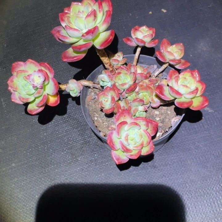 王****拉萨多肉一物一拍