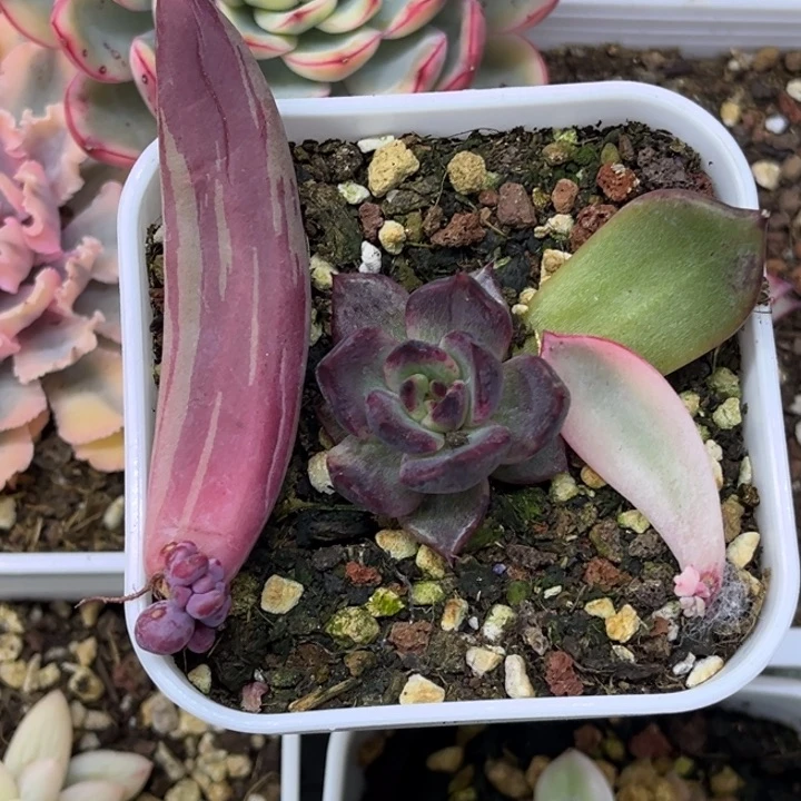 D****三个一组价格发货多肉