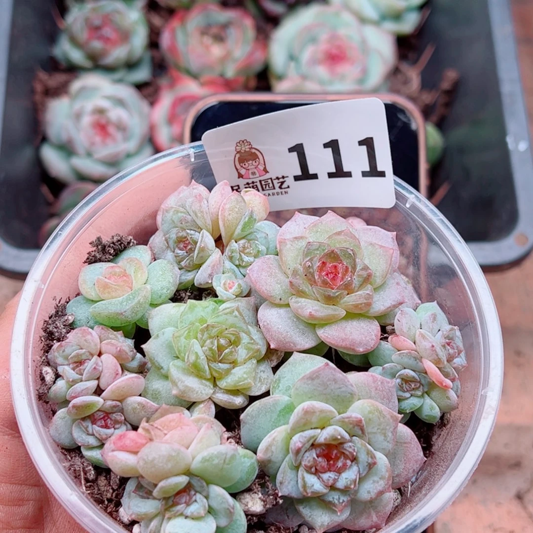 多肉植物多肉植物