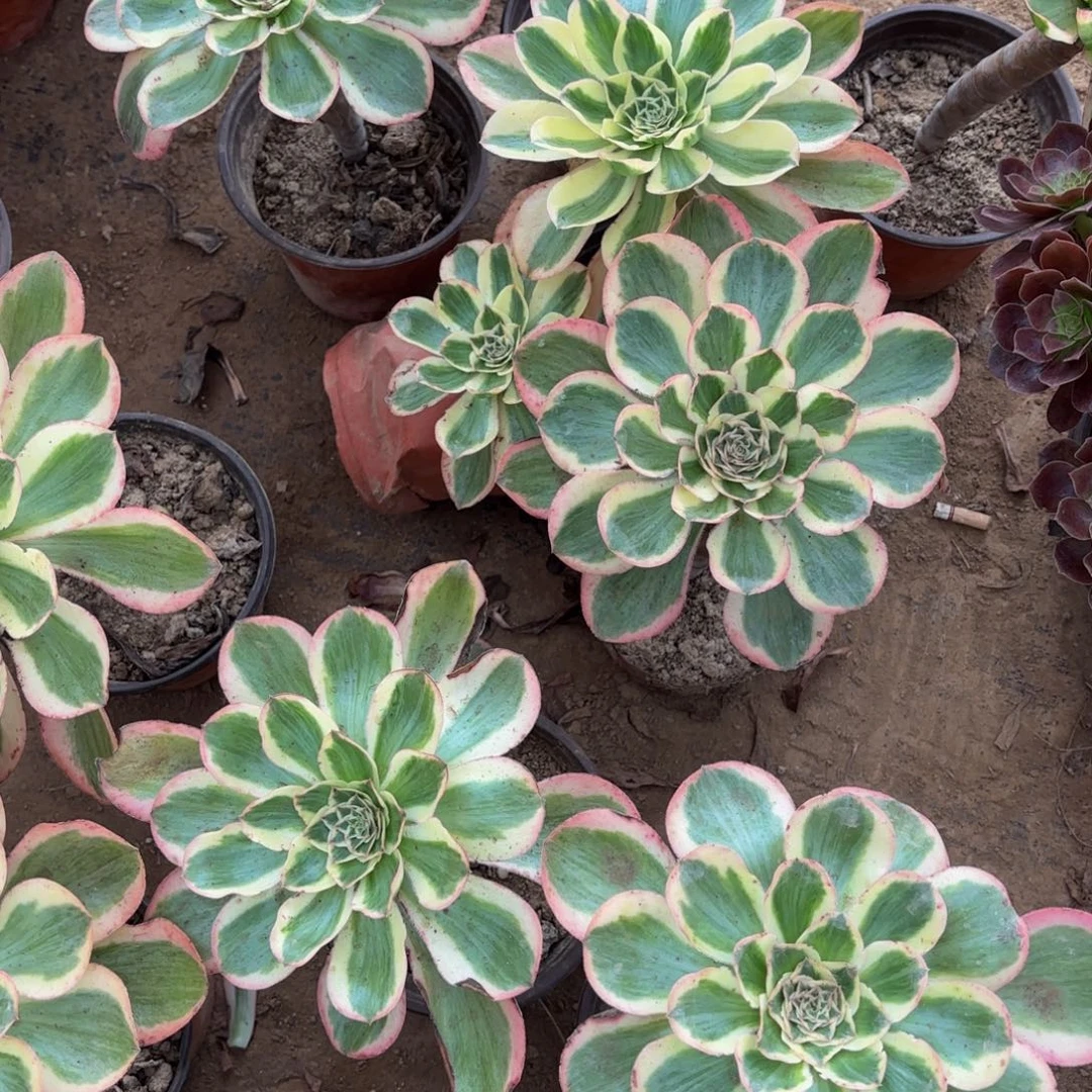 燕姿锦9.9多肉植物