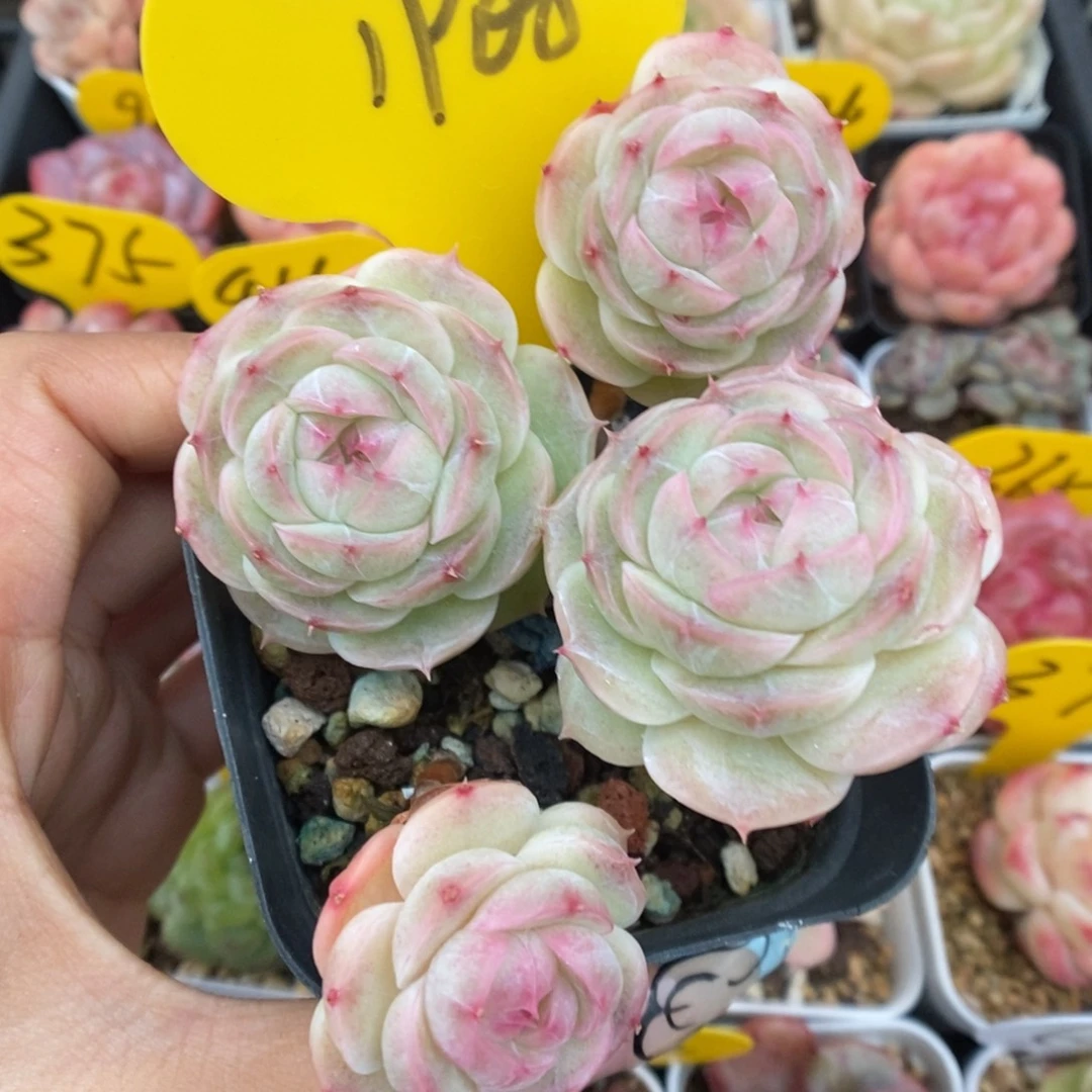 白芷珍妮群生1908号