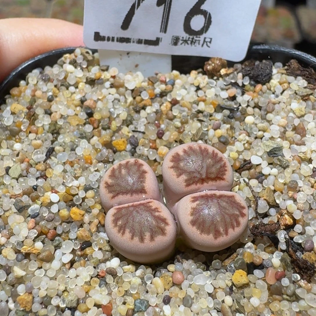 Sssss生石花肉锥716粉菊