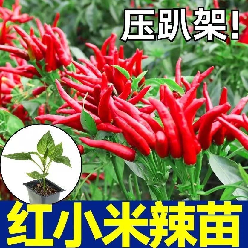 正宗高产红小米辣秧苗带土球白小米辣野山椒四季盆栽朝天椒苗四季