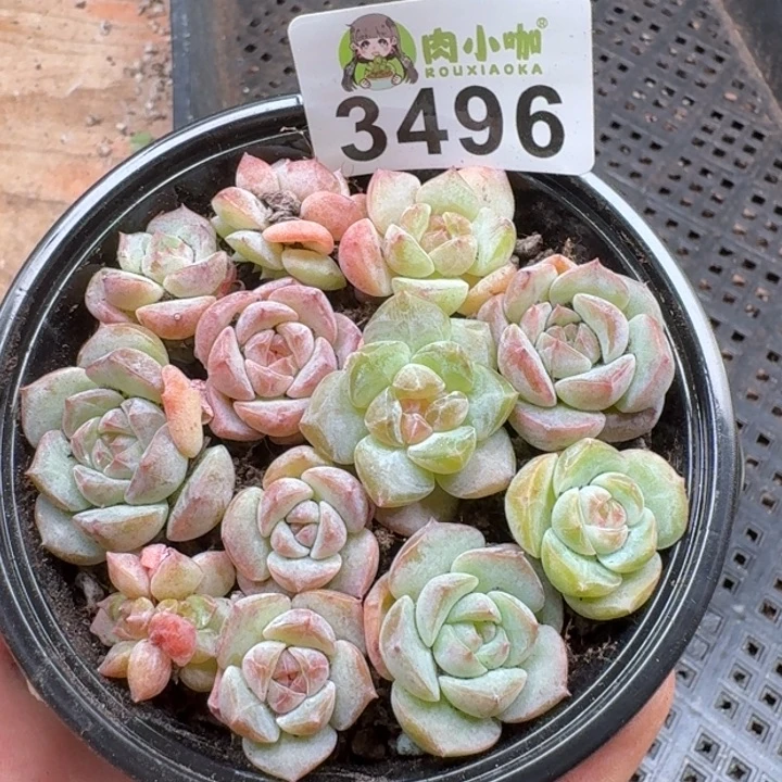 多肉植物多肉植物