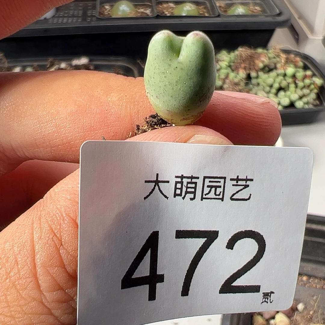 一物一拍。      正版白花大枪472