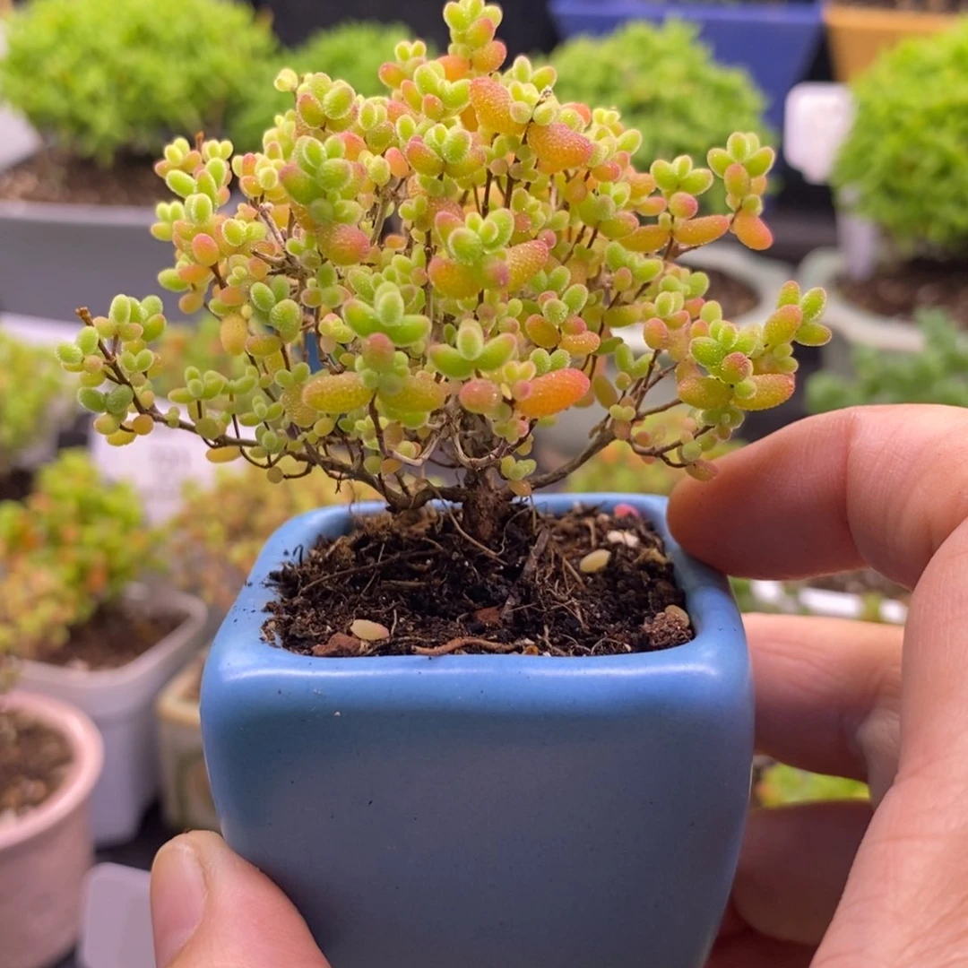 长***静2蜜桔带盆。