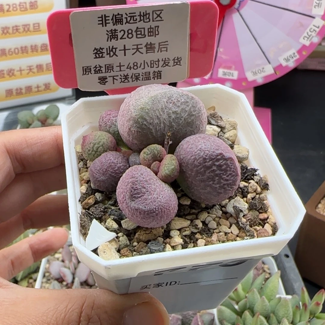 773红烧肉多肉植物