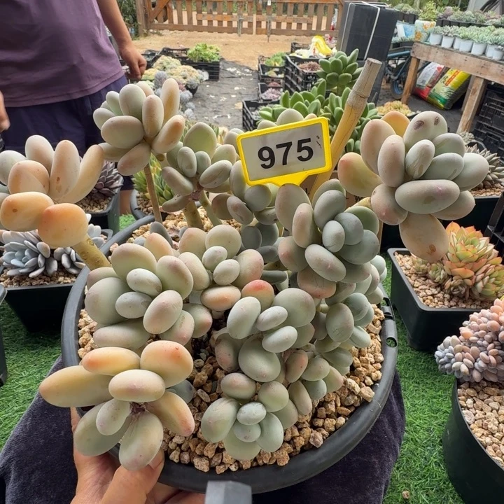 大叶奶一物一拍975