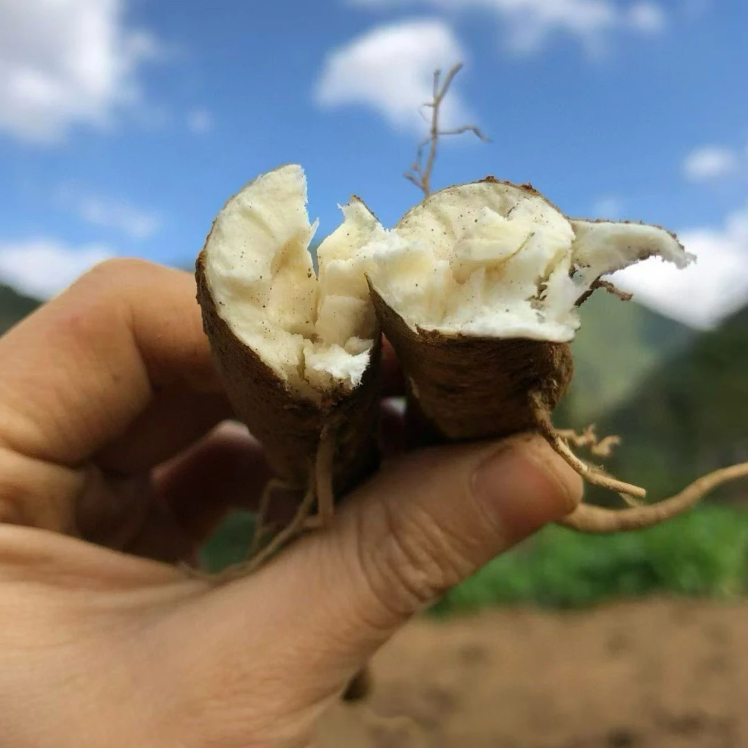 顺丰包邮四川新鲜现挖灵芝山药粉糯香甜