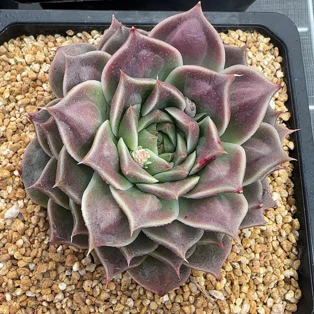 从前慢甄选多肉编号瘤财