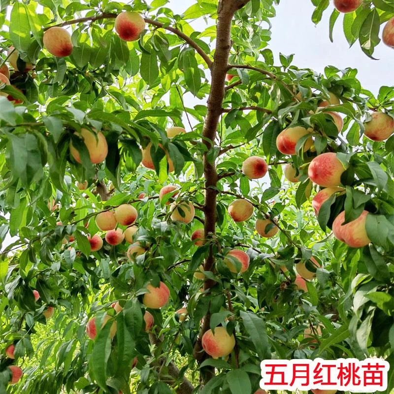 早熟桃树果苗五月红嫁接桃子苗树活苗南北方盆栽庭院种植果树果苗