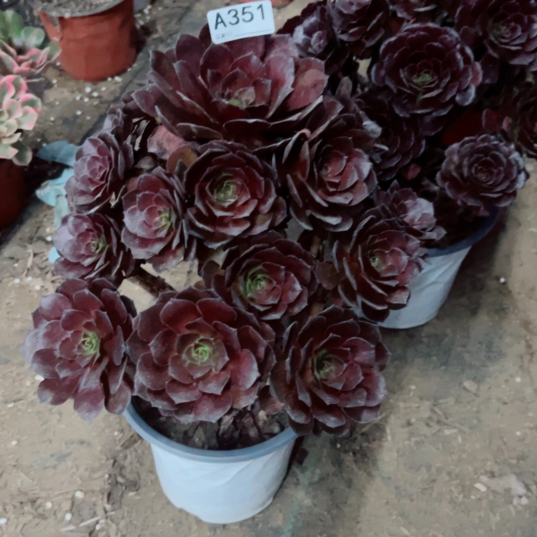 351黑美人多肉植物法师