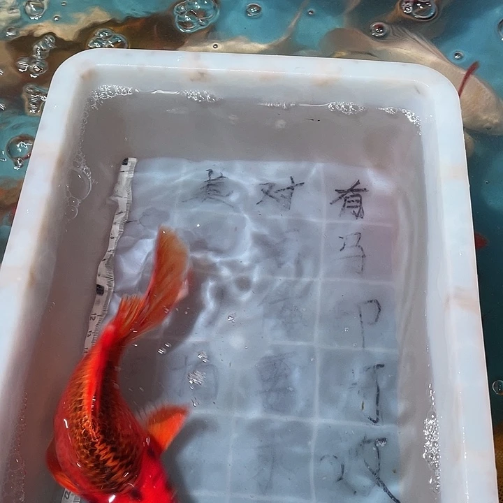 蝴蝶鲤鱼渔场直发100