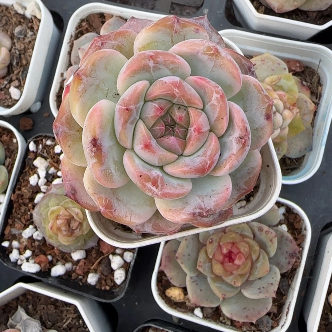 多肉小卡拉米糖心一物一拍