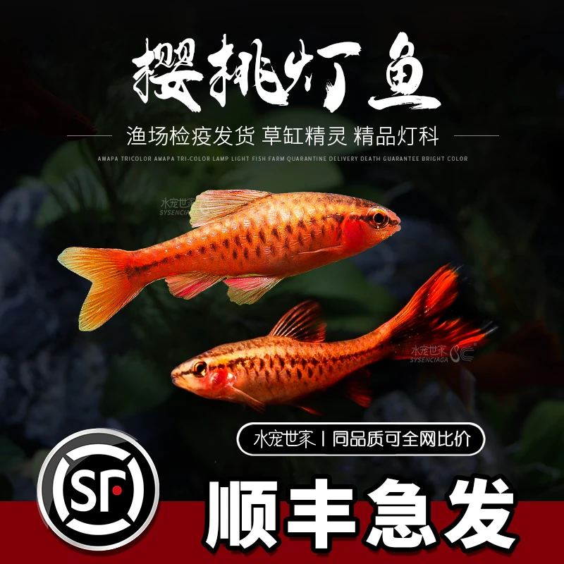 热带观赏鱼混养小型灯科鱼红绿灯养殖草缸精灵樱桃灯群游淡水鱼
