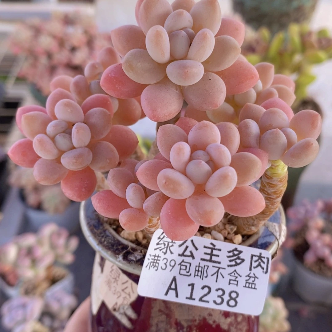 鱼子酱老桩8cm1238多肉植物