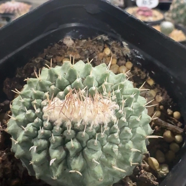 菊水缀化实生仙人球