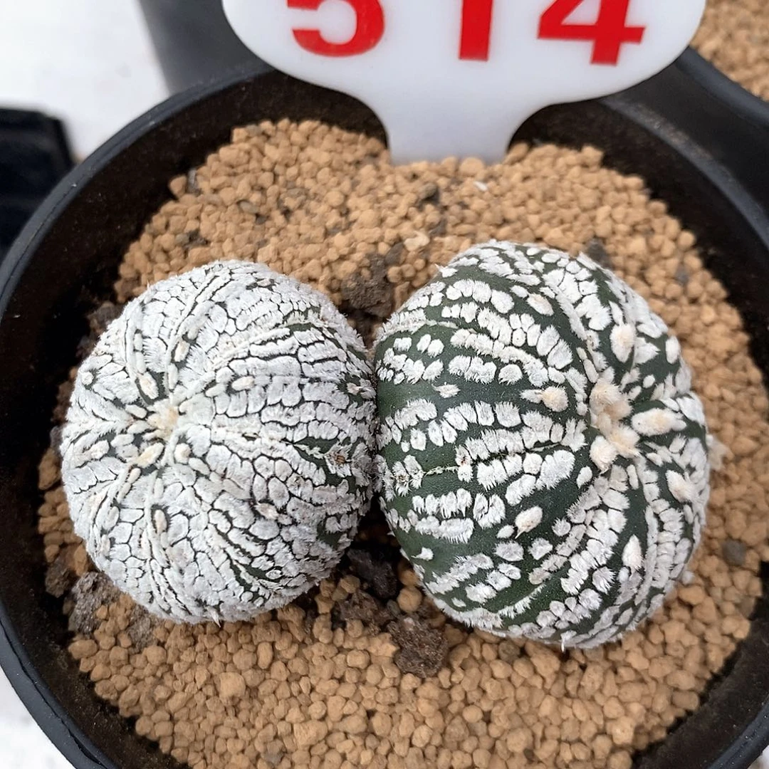 514双头兜系列产品