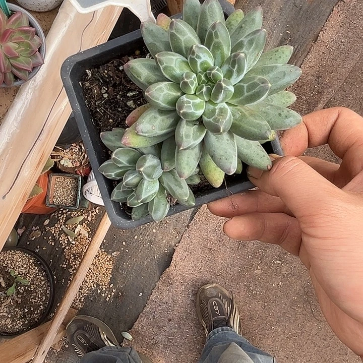 多肉植物白底伊卡鲁斯679