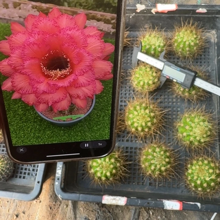 267毛花柱克斯丁无根侧牙5公分左右