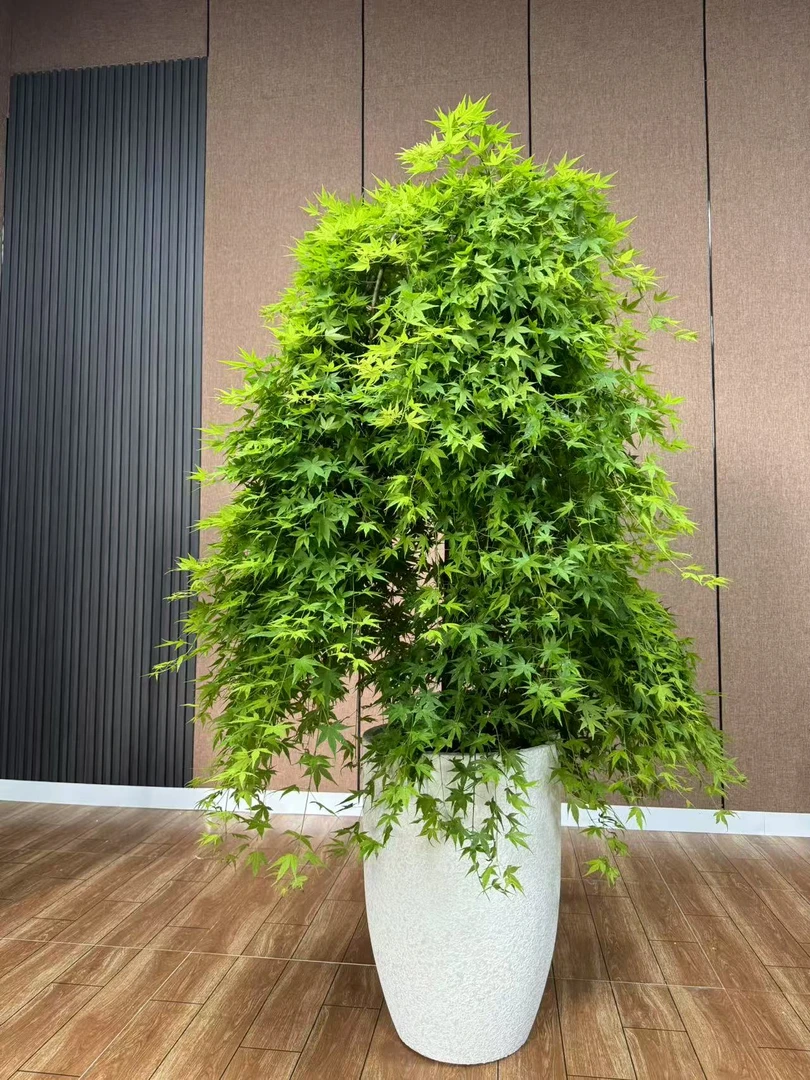 流泉枫盆景造型盆栽枫树盆栽落地桌面茶桌办公室客厅阳台包邮