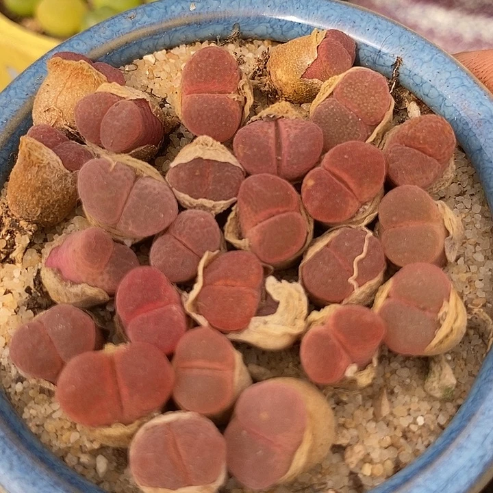 日本原株红风铃一组两颗