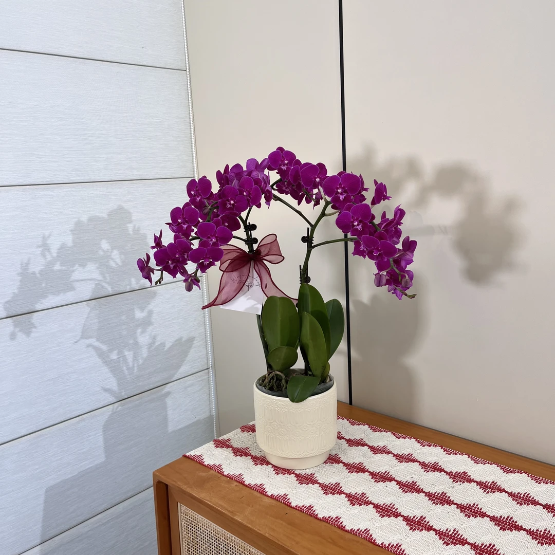 【麦芽糖】深色系紫红色大花舌爆花量蝴蝶兰 小众高级桌面礼品花