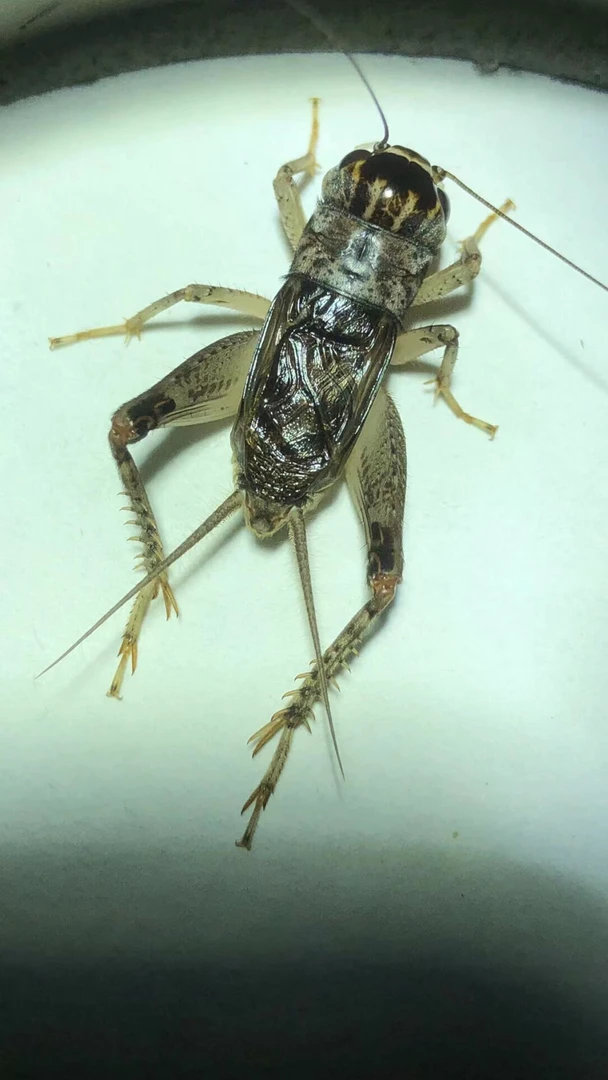 三秋份房宁阳野放大地蛐蛐