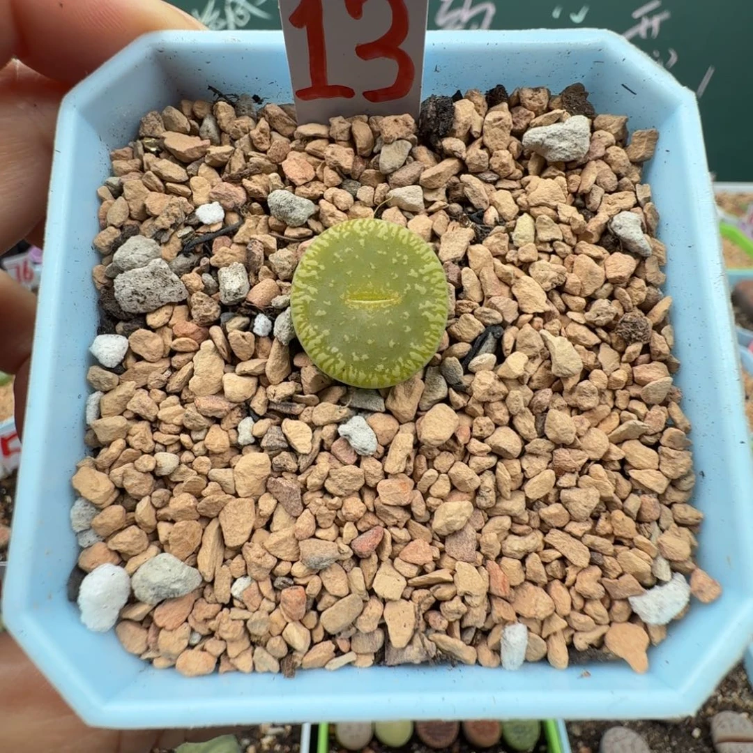 绿光阳脱土发货13