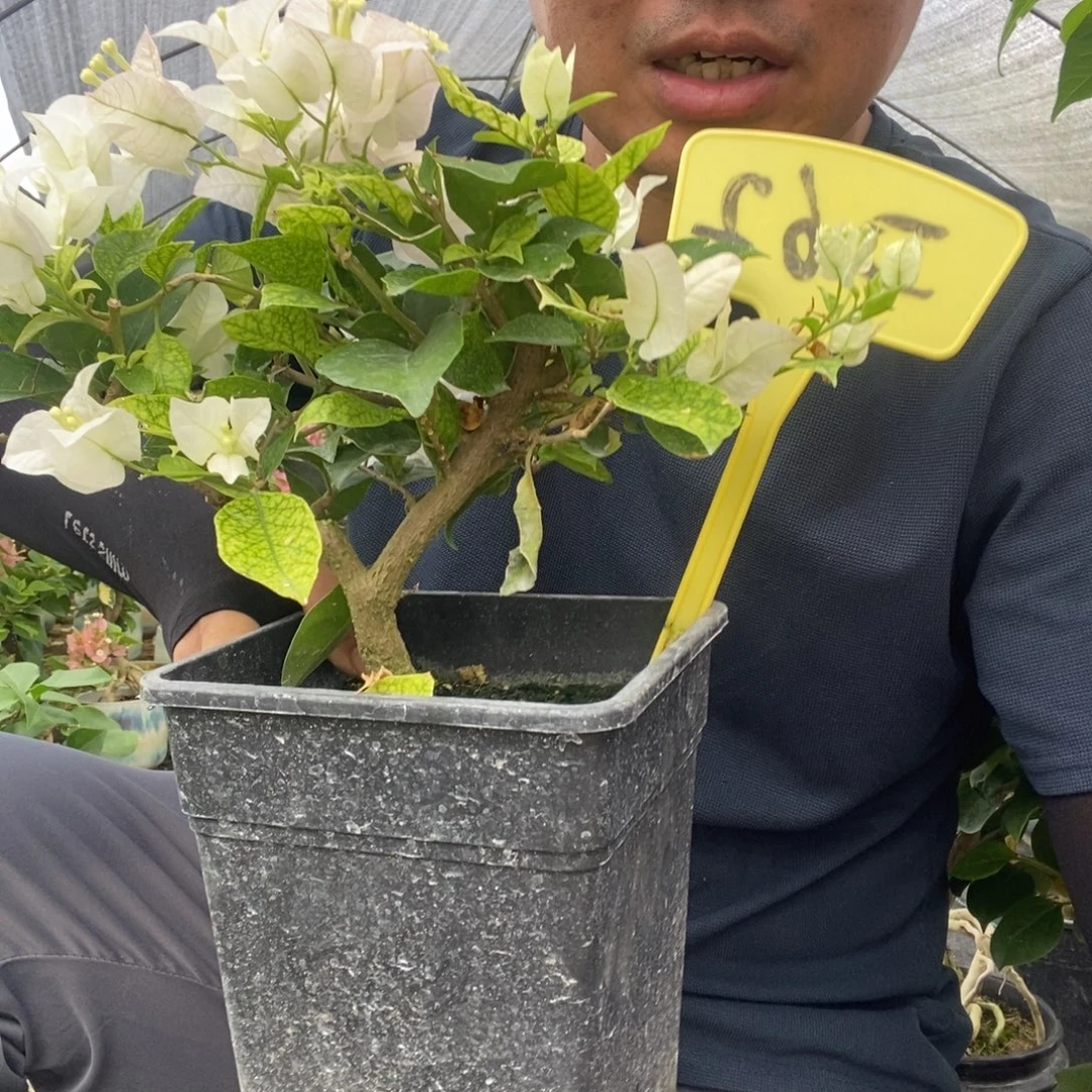 糯***伟无花朵三角梅丽娜D62
