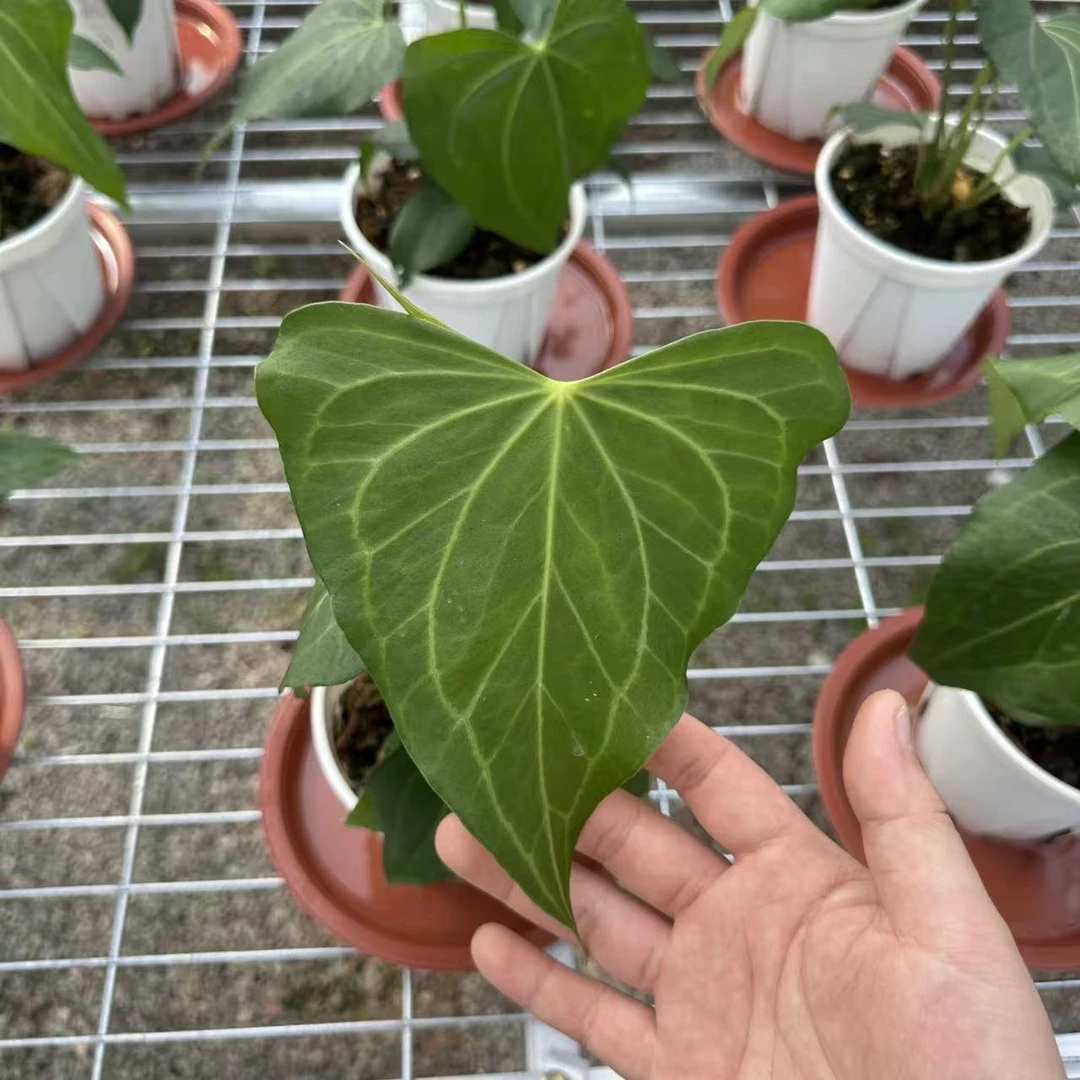 SOLOPLants【三角洲花烛】花烛天南星科热带植物