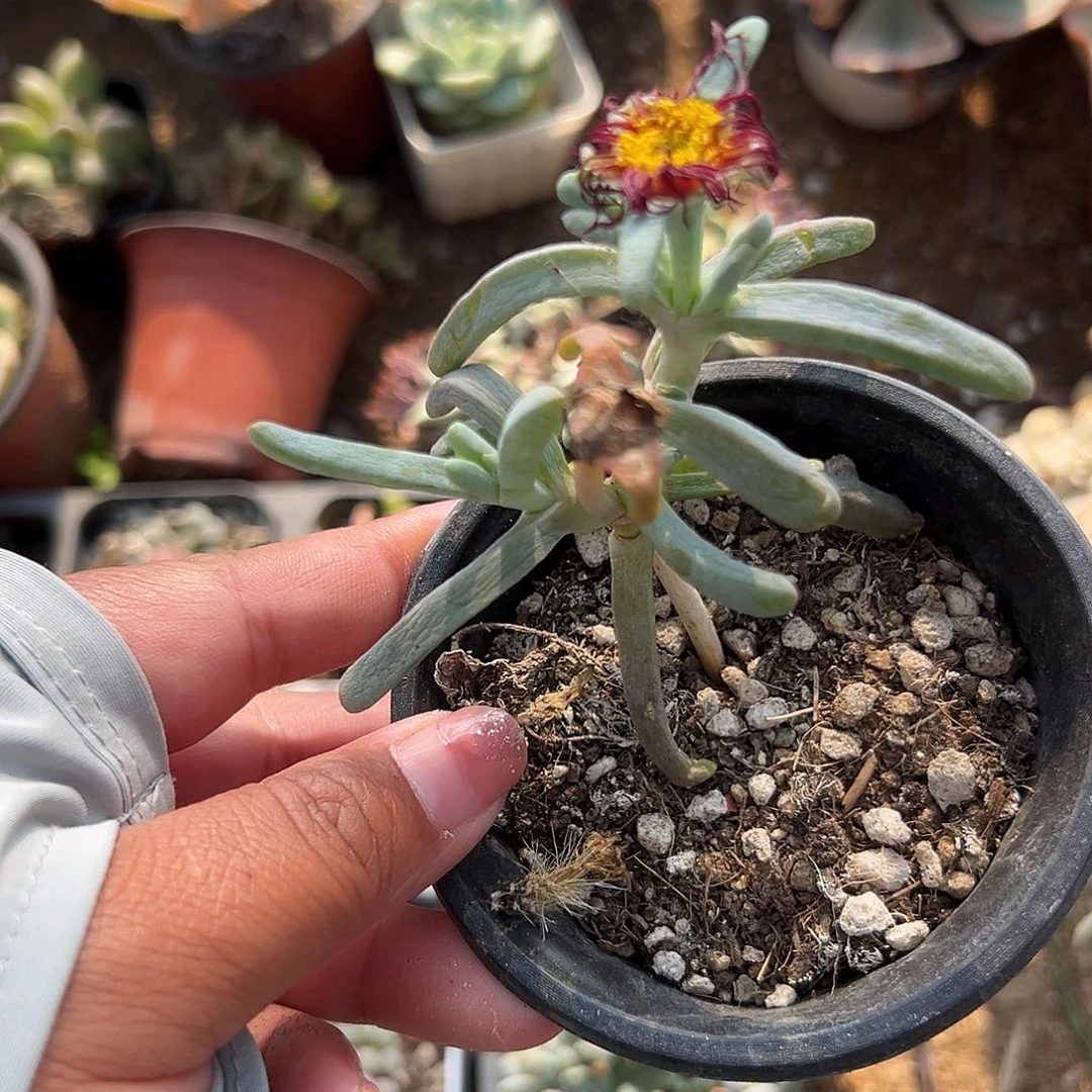 多肉植物橙花奔龙