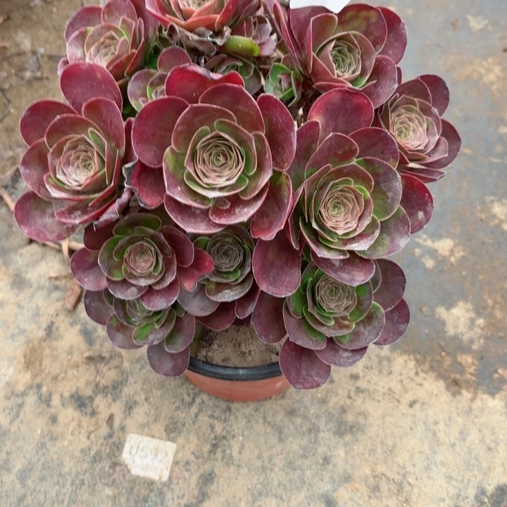 魅金玫瑰处理不包断头3531