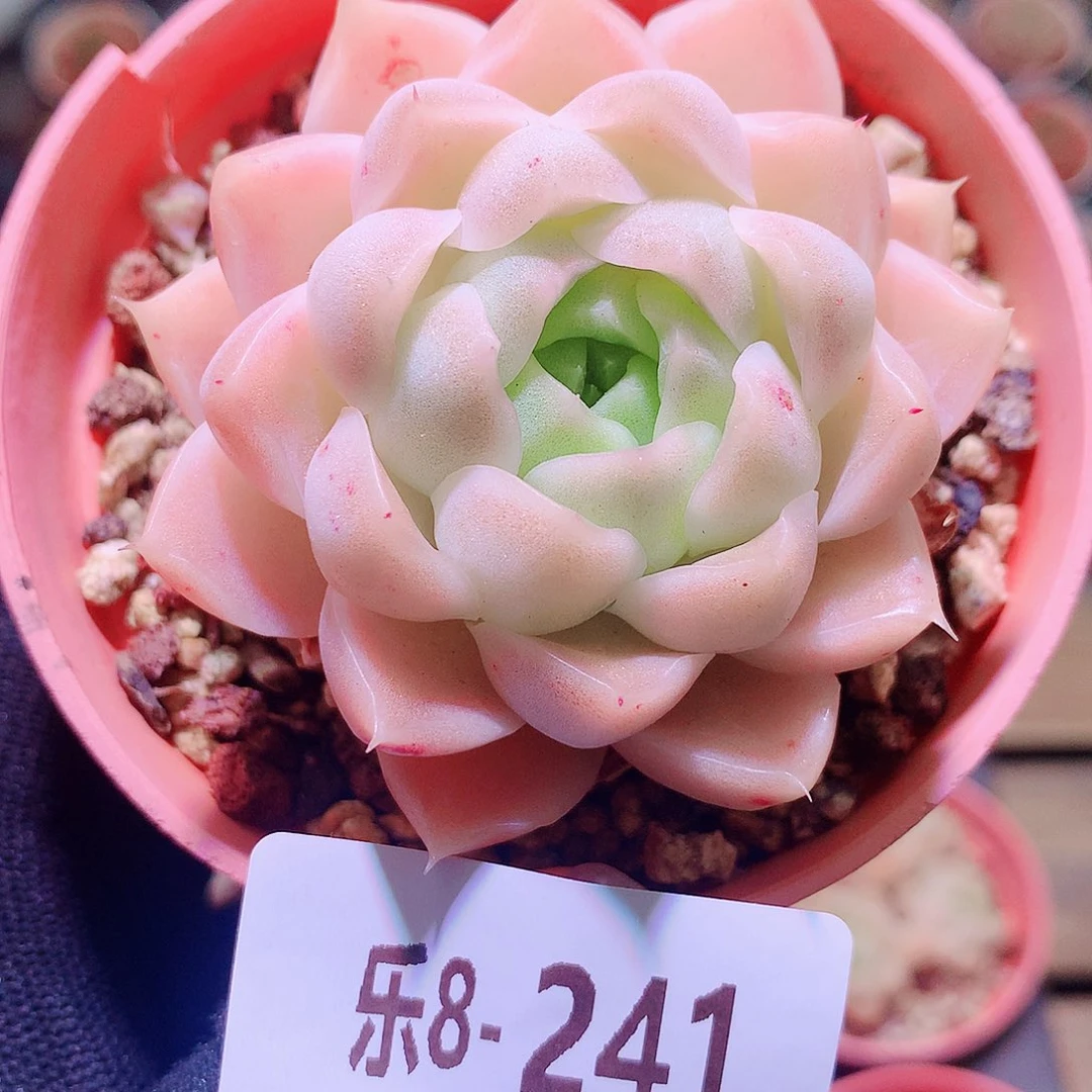 乐然8-241 麦秆单头
