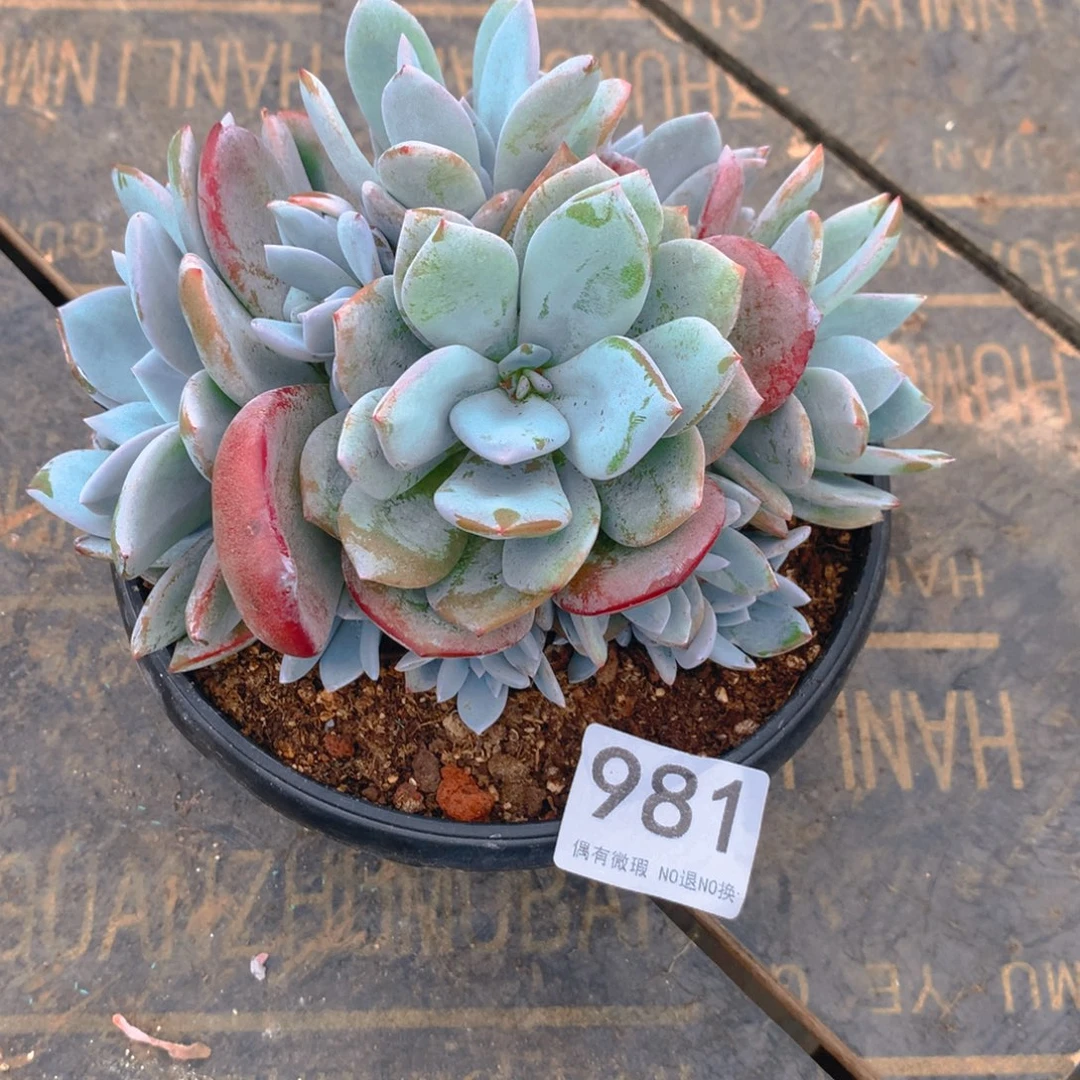 是****981奶茶111111111111