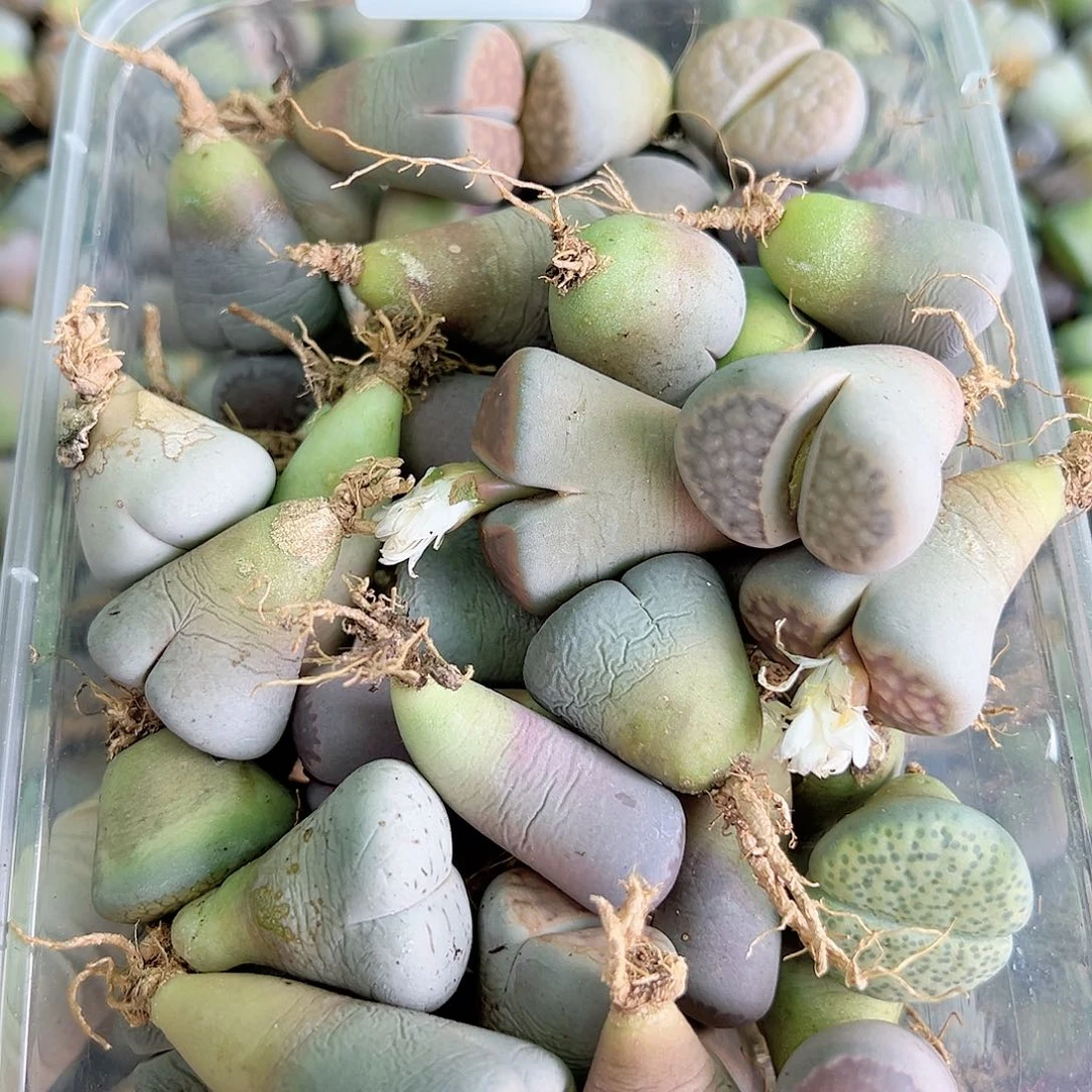 8276五年大母本混合50个有点徒有点疤有点干特价处理