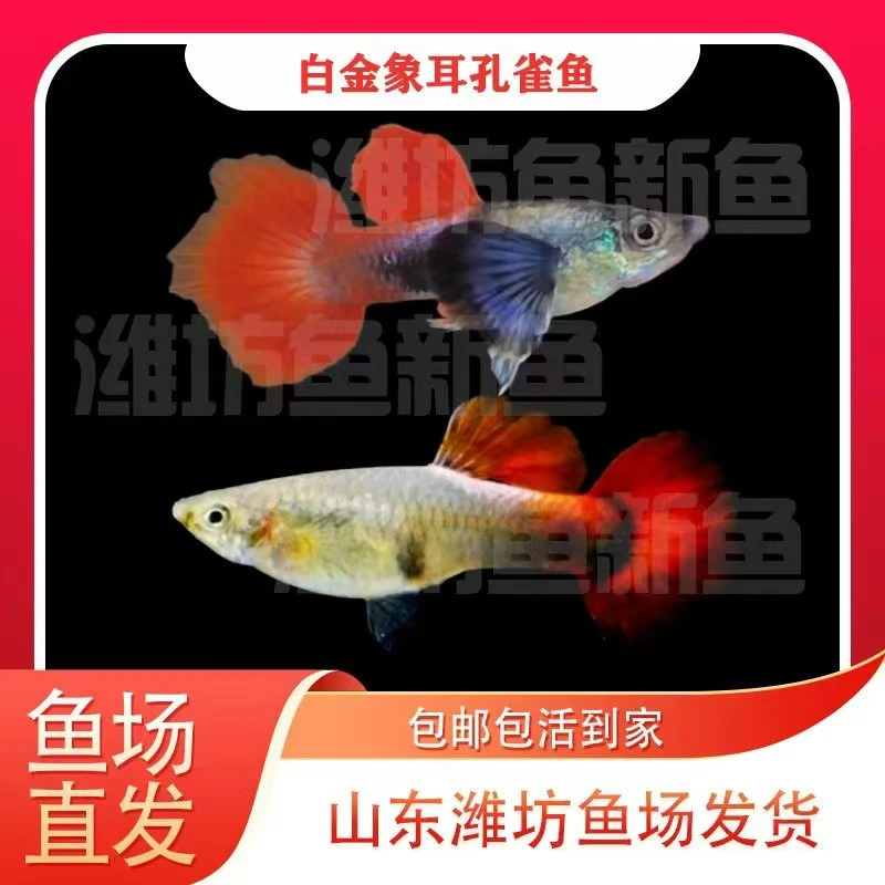 白金象耳 孔雀鱼