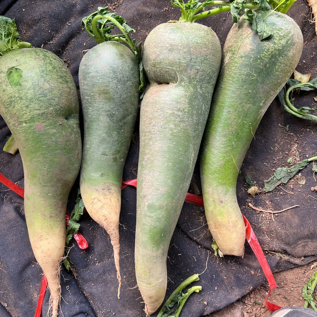 歪瓜裂枣残次天星02萝卜口感没问题《自己吃介意勿拍》